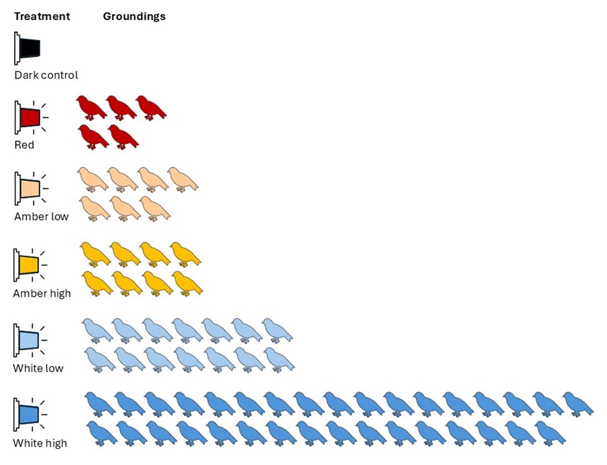 Red, amber and white: how LED colour and brightness affect Fairy Prion

ellencieraad.wordpress.com/2025/02/21/red…