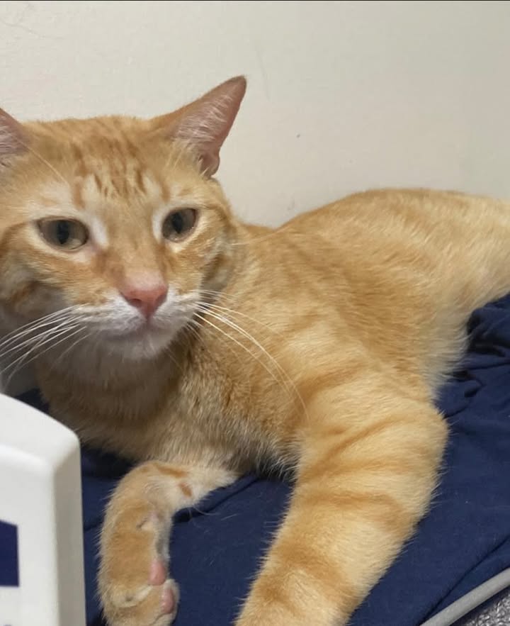AlertaMePerdi's tweet photo. *ACTUALIZACIÓN*
#PERDIDO #DAULE
Nombre: #Patacon
Fecha: 12-03-25
Sector: Urb. Villa Club Etapa Omega, La Aurora
Sexo: Macho
Raza: Mestizo
Obsv: Naranja, blanco del estómago y la zona del
bigote, ojos verdes
Contacto: 0959718431
¡Ayúdalo a volver con su familia!
#AlertaMePerdí https://t.co/JFrrjHjs7Z
