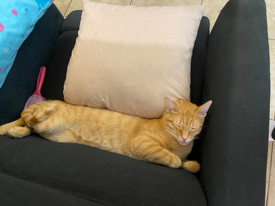 AlertaMePerdi's tweet photo. *ACTUALIZACIÓN*
#PERDIDO #DAULE
Nombre: #Patacon
Fecha: 12-03-25
Sector: Urb. Villa Club Etapa Omega, La Aurora
Sexo: Macho
Raza: Mestizo
Obsv: Naranja, blanco del estómago y la zona del
bigote, ojos verdes
Contacto: 0959718431
¡Ayúdalo a volver con su familia!
#AlertaMePerdí https://t.co/JFrrjHjs7Z