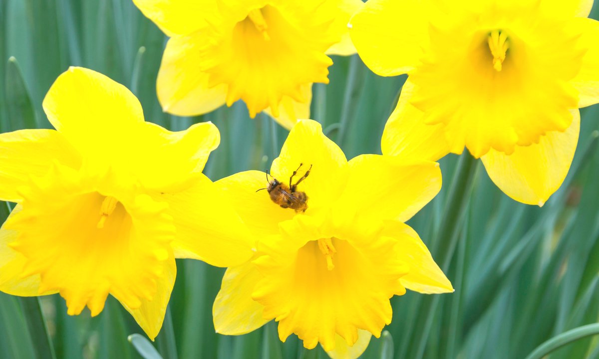 IanGenge's tweet image. I saw 20 bird species in 20 mins in Yardley cemetery today including Coal Tit, 3 Redwing, male Gt Sp W'pecker & a Gn Woodpecker. A hairy footed flower bee was on Daffs. There was a Mistle Thrush & a Pied Wagtail at the nearby Yew Tree. @EcoRecording @Team4Nature