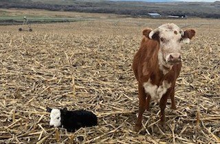 TheDailyCowman's tweet photo. Uglier than a $3 whore doing the work of a $1500 an hour escort
#SpringCalving2025
#BlameItOnTheHereford
#BaldyPorn https://t.co/nmz5HESzit