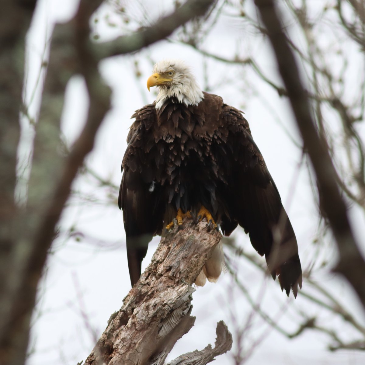 julesdaigle67's tweet photo. 4.1 @charityMiles on this kinda gloomy day brought a delightful surprise! Always grateful when I get to see a #baldEagle! https://t.co/RKdNuSRlnC
