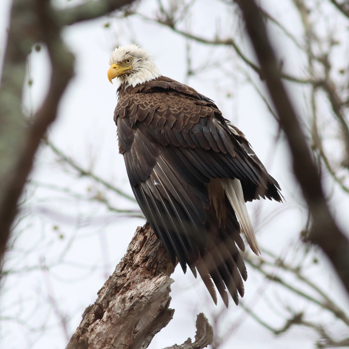 julesdaigle67's tweet photo. 4.1 @charityMiles on this kinda gloomy day brought a delightful surprise! Always grateful when I get to see a #baldEagle! https://t.co/RKdNuSRlnC