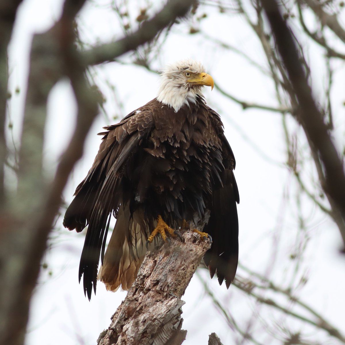 julesdaigle67's tweet photo. 4.1 @charityMiles on this kinda gloomy day brought a delightful surprise! Always grateful when I get to see a #baldEagle! https://t.co/RKdNuSRlnC
