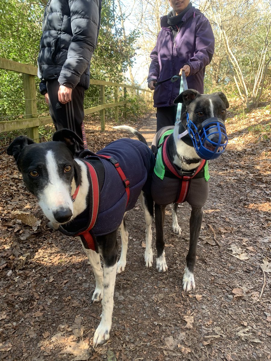 Nellie and Frankie tweet media