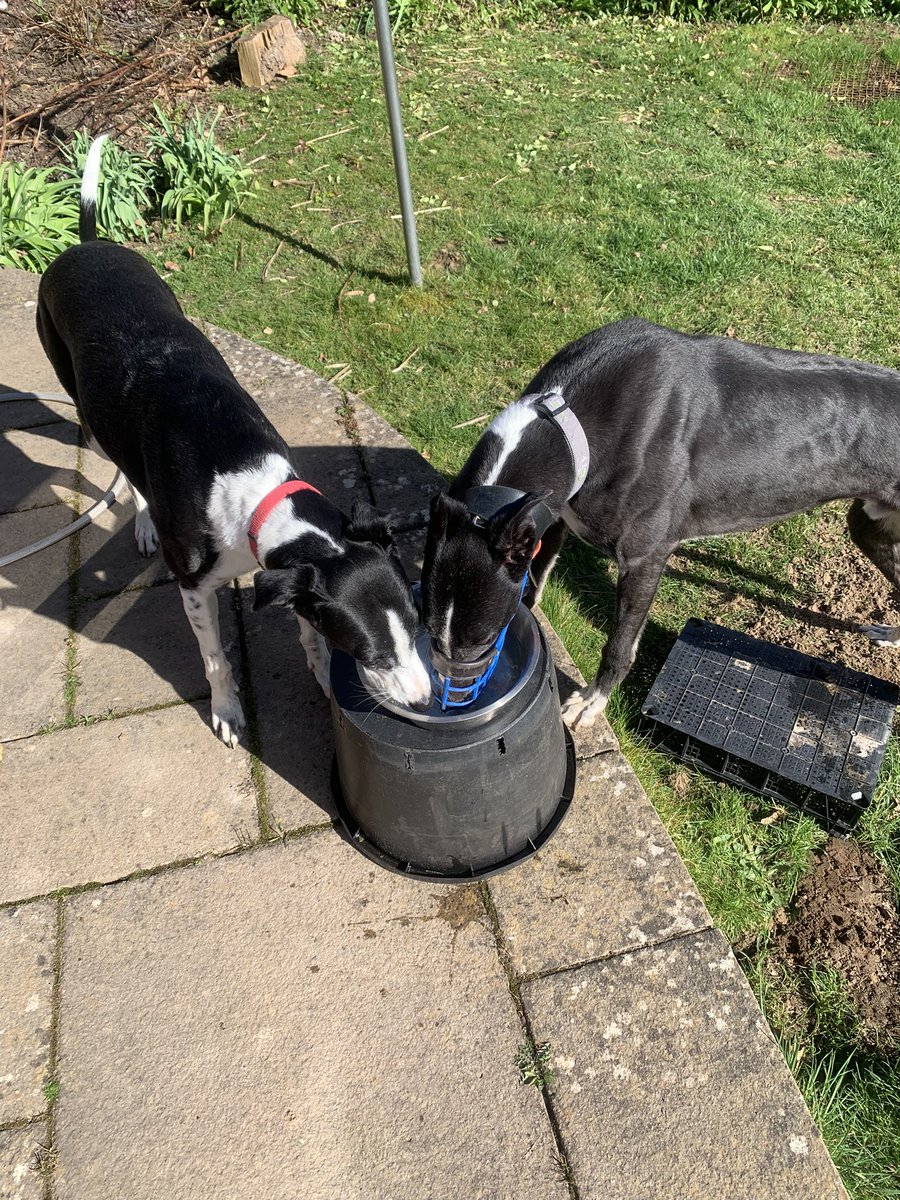 Nellie and Frankie tweet media