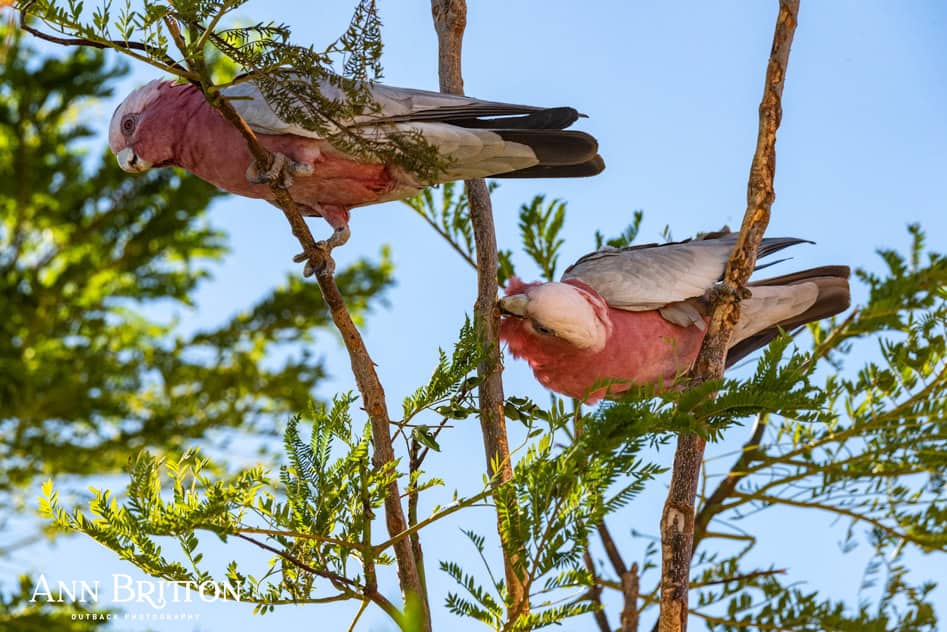 This was my Sunday Morning Church...how did yours go?
The only difference between the sexes of Galahs, native to Australia, is that females have pink eyes, and males dark brown/black