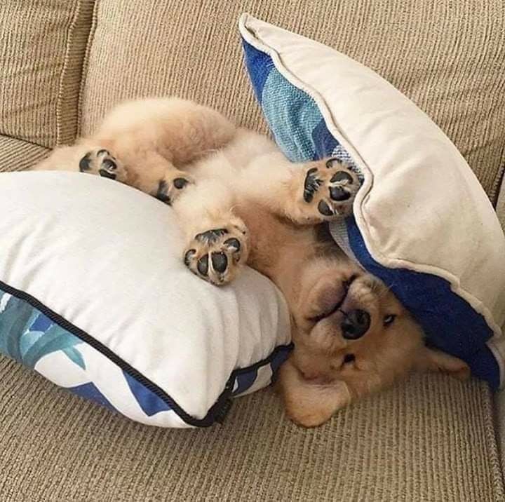 Animal Lover (@animal_fanlover) on Twitter photo 