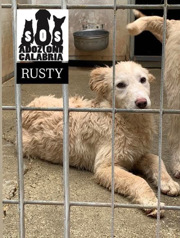 “QUESTO È ANONIMO!” 
Oggi una famiglia è venuta in canile - accade raramente- per “fare un giro” tra i box per cercare un cucciolo da adottare. Non hanno adottato nessuno, ma glieli abbiamo presentati uno per uno. Quando è arrivato il momento di Rusty, la risposta è stata “Nooo