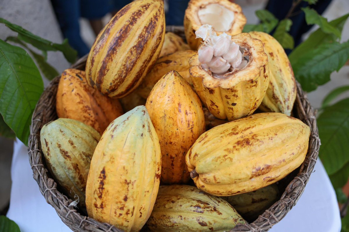 Claudiashein's tweet photo. Con el programa Sembrando Vida, la producción de cacao será procesada y comercializada a través de Alimentación para el Bienestar. Producción agroecológica y comercio justo. https://t.co/3kJdEKzUG8