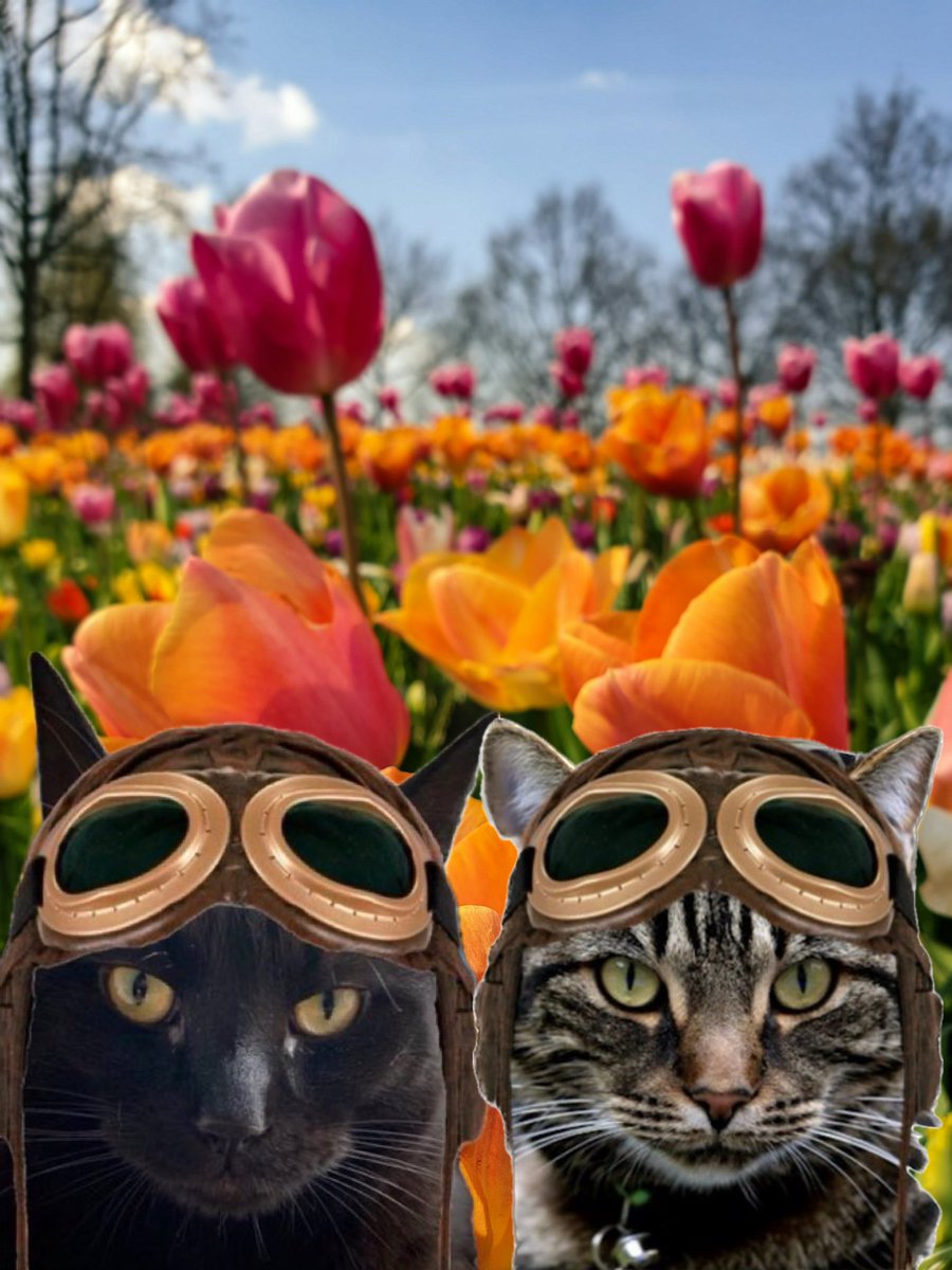 #TheAviators

Rocky pal <a href="/VitCza/">Rocky 😸Tabitha 😽Bernee🐻🌈Vitcza🌈Barney</a> ! Good to see you! I don't think our mummies can find us here between the tulips!😹