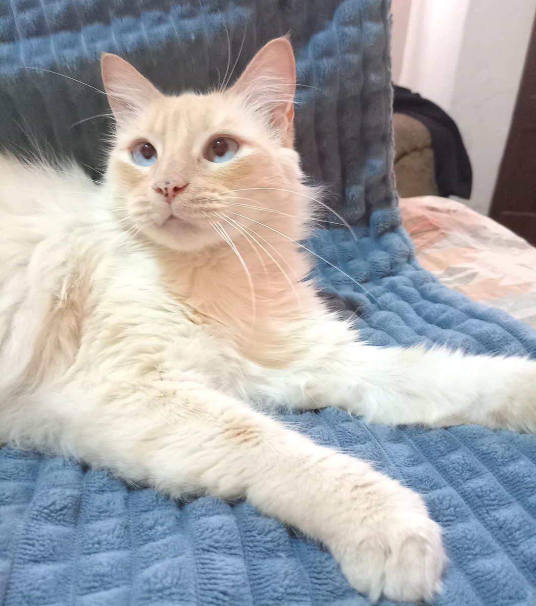 pawssperu's tweet photo. 479 días que está pequeña está en el albergue y hasta la fecha no ha sido adoptada. Es una de las más amorosas que tenemos en el albergue. Está esterilizada, desparasitada y con antipulgas. Salomé es una siames mezcla con red point!! Ayúdanos compartiendo para q consiga hogar.🙏🏼 https://t.co/N2ZES9sDeL