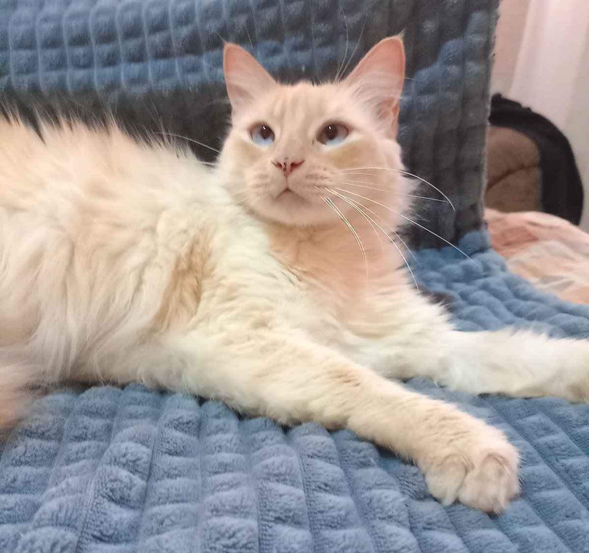 479 días que está pequeña está en el albergue y hasta la fecha no ha sido adoptada. Es una de las más amorosas que tenemos en el albergue. Está esterilizada, desparasitada y con antipulgas. Salomé es una siames mezcla con red point!! Ayúdanos compartiendo para q consiga hogar.🙏🏼