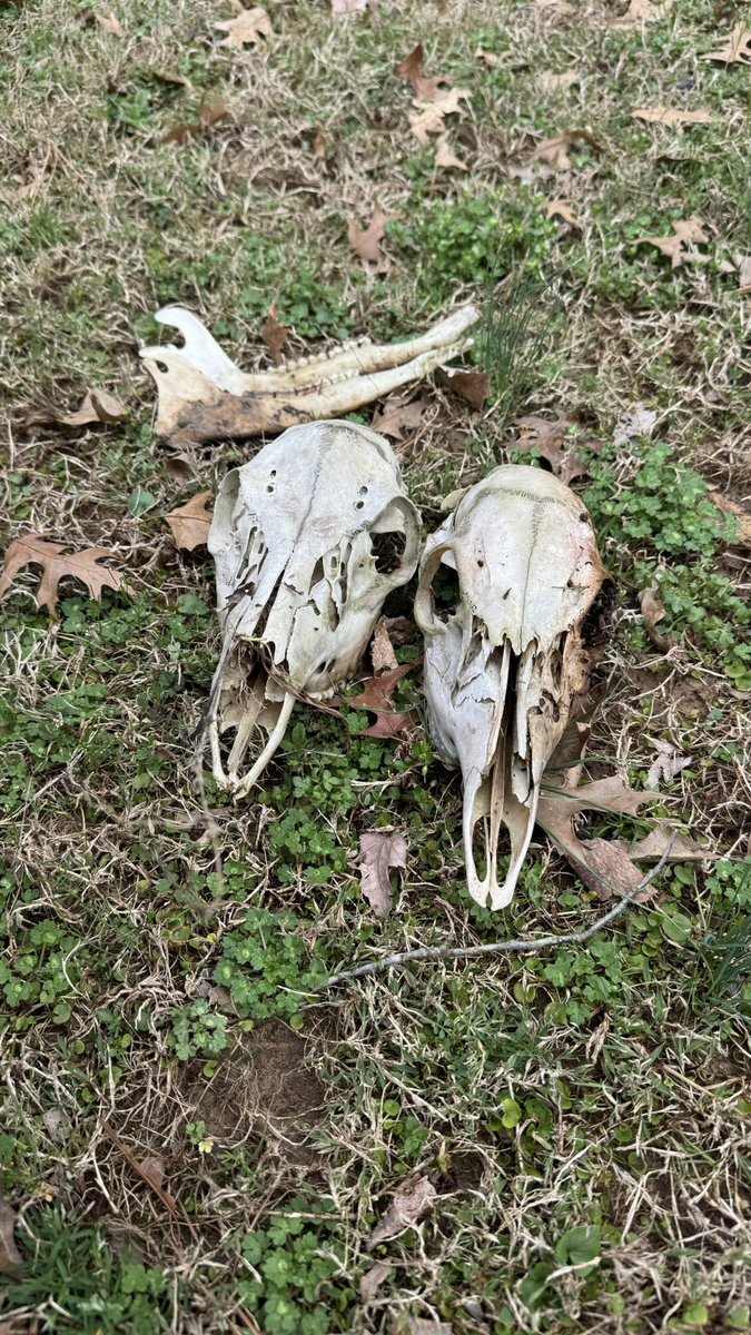 ChaseMillerTime's tweet photo. Today’s finds while hiking in the woods shed hunting and clearing some paths for turkey season 

#shedhunting #turkeyseaaon #tennessee https://t.co/N59t30yUZ3