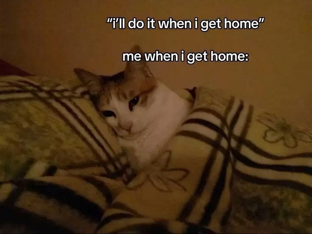 CATBRAINCELL's tweet photo. https://t.co/sokjbRlu27