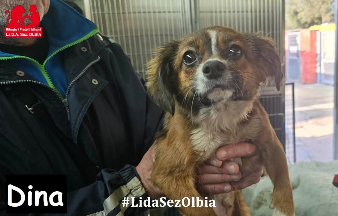 Olbia, 09.03.2025
Le abbiamo trovate lungo la strada che da Monte Pino porta ad Olbia, si nascondevano dietro una cunetta.
Malnutrite, piene di pulci e parassiti intestinali, ci osservano come se volessero raccontare una storia di sopravvivenza e speranza. Ci chiediamo quanto
