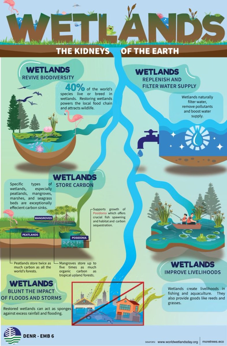 Wetlands: Earth’s Kidneys

🦀 Boost biodiversity
💧 Purify water
🫧 Store carbon
🏃‍♀️ Support livelihoods
🌪 Protect from floods &amp; storms

Check this infographic to find more about it👇

via Government of Republic of the Philippines Environmental Management Bureau