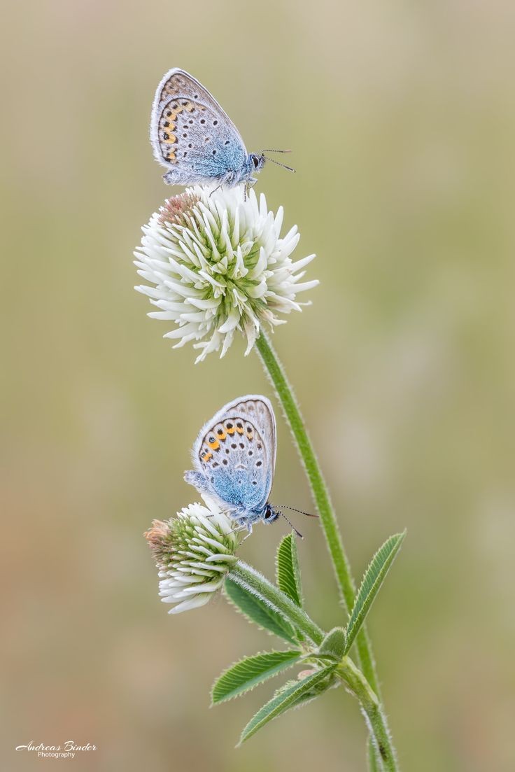 Naturepathway's tweet photo. "A pair of Silver-studded blue butterflies resting on a White Clover." #SilverstuddedBlue #Butterfly #WhiteClover #NaturePhotography #Wildlife https://t.co/BSCtHWyZDM