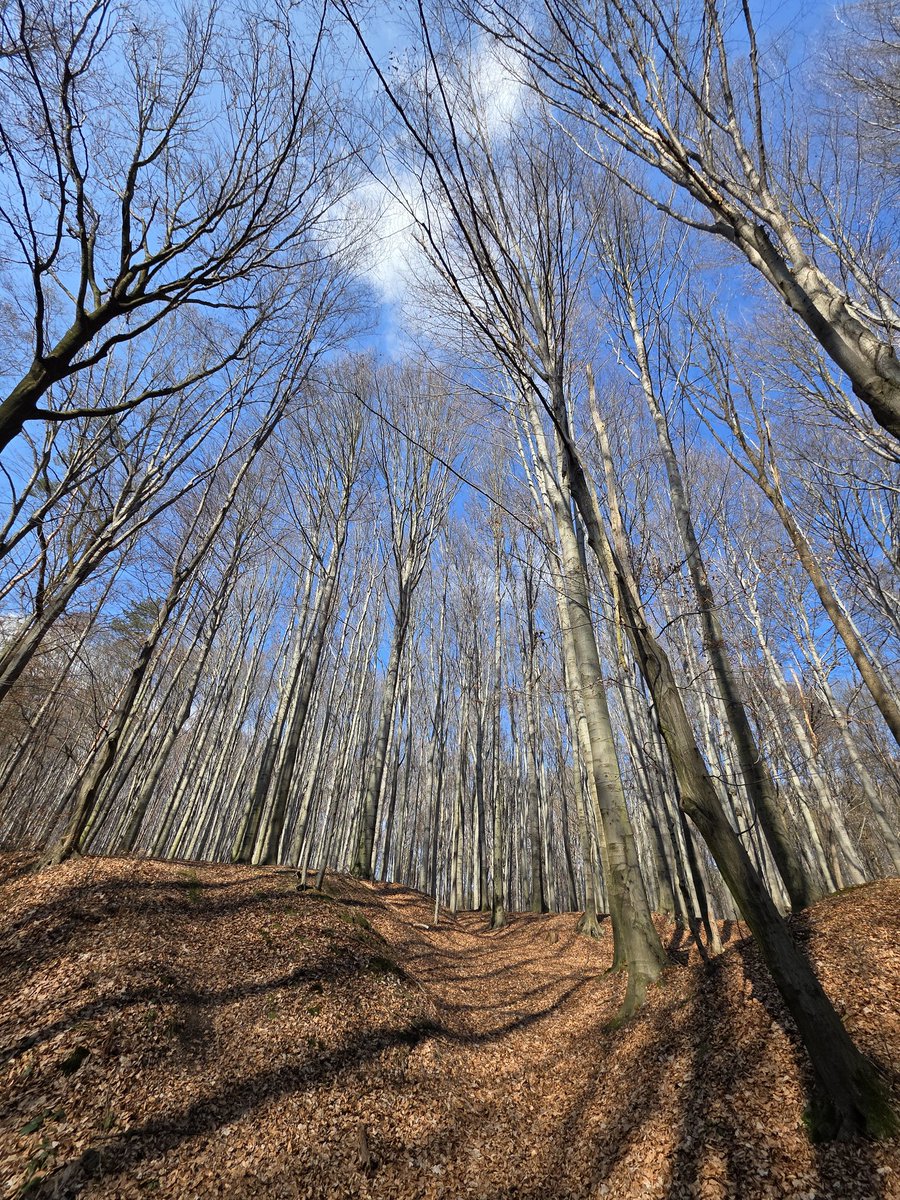 LukaszKohut's tweet photo. Oprócz błękitnego nieba i ...radlińsko-rybnickiego lasu.
🟨🟦Stróm a sztróm na cołki tydzień.
#Śląsk #Slonsk #Oberschlesien #Slezsko https://t.co/a3zbmRp4UW
