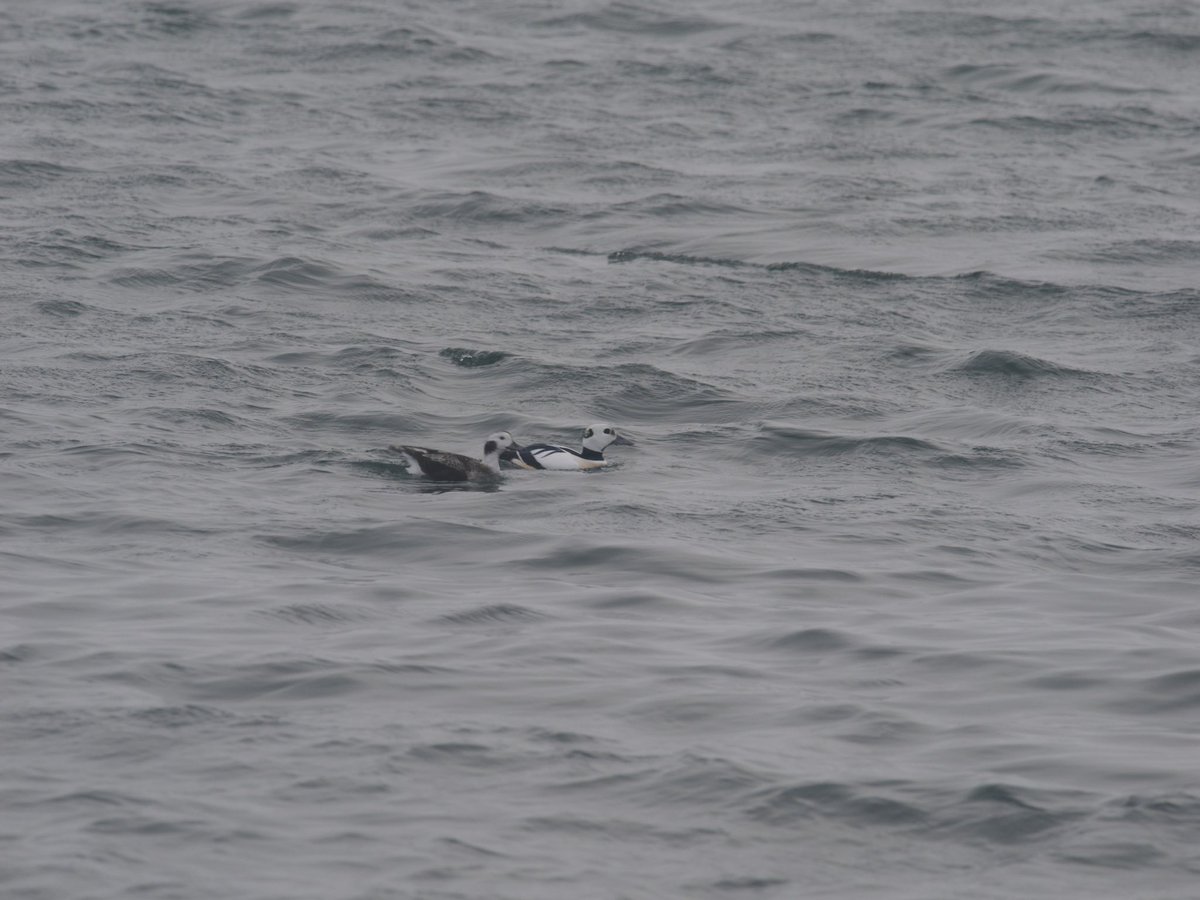 George Gay tweet media