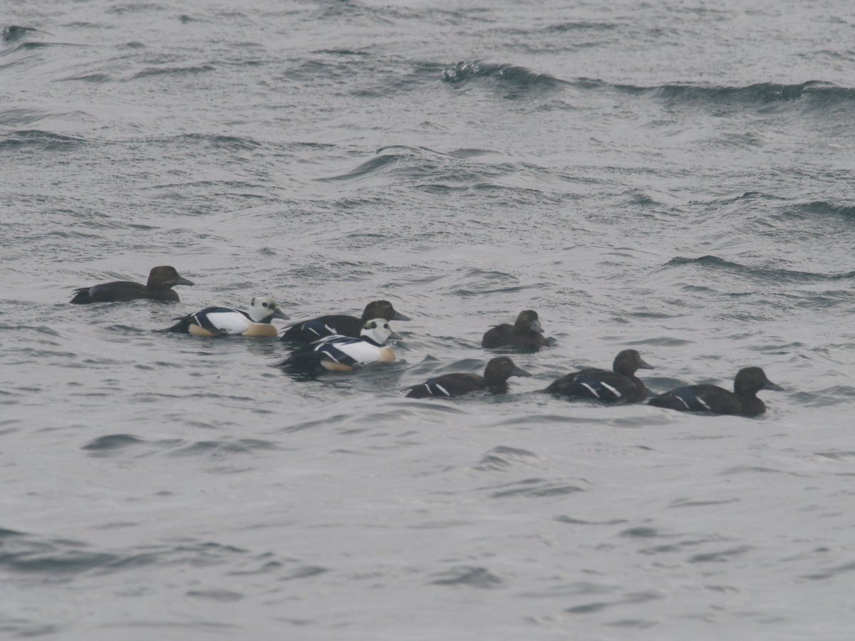 George Gay tweet media