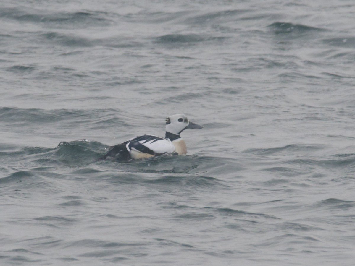 George Gay tweet media