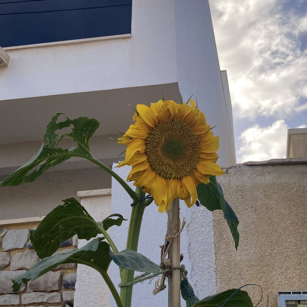 svnnflowerr's tweet photo. https://t.co/6LzdxIVDTT