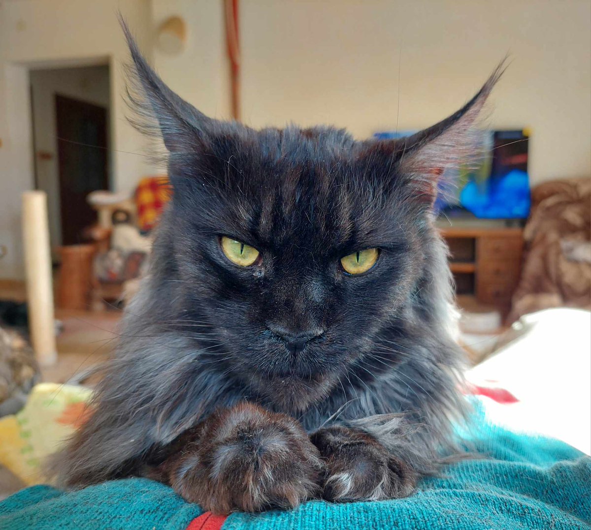 Koty w głowie 🐈 tweet media