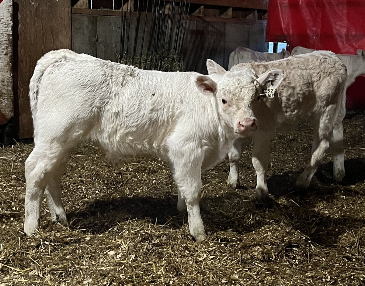 GDubuc's tweet photo. Plus que 2 vaches à vêler pour l’année, 60 mâles 53 femelles. Bientôt les saillies pour l’an prochain! https://t.co/riiSXYpiWD