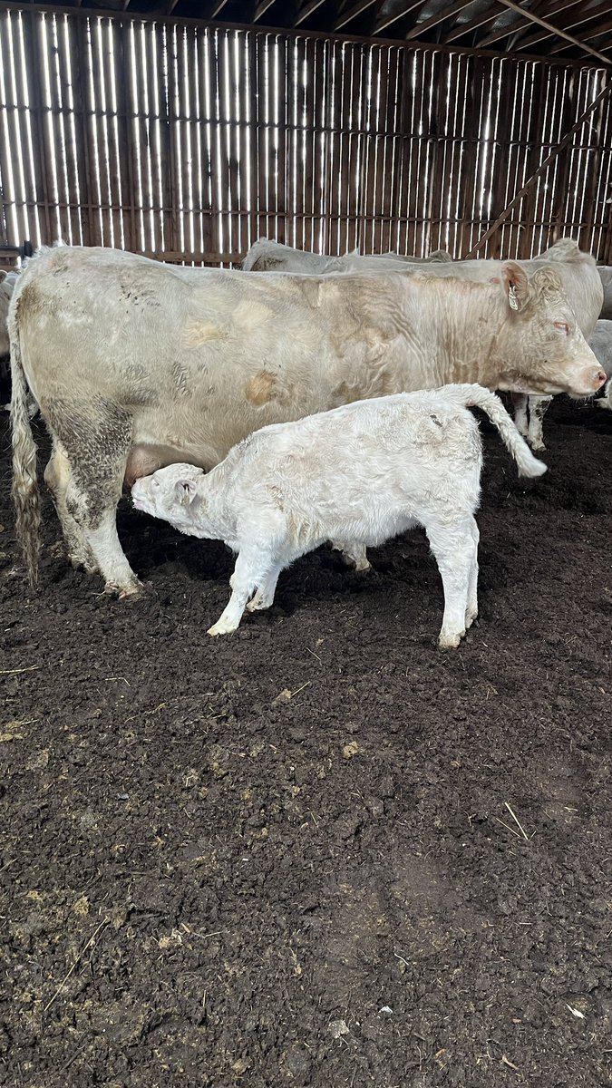 GDubuc's tweet photo. Plus que 2 vaches à vêler pour l’année, 60 mâles 53 femelles. Bientôt les saillies pour l’an prochain! https://t.co/riiSXYpiWD
