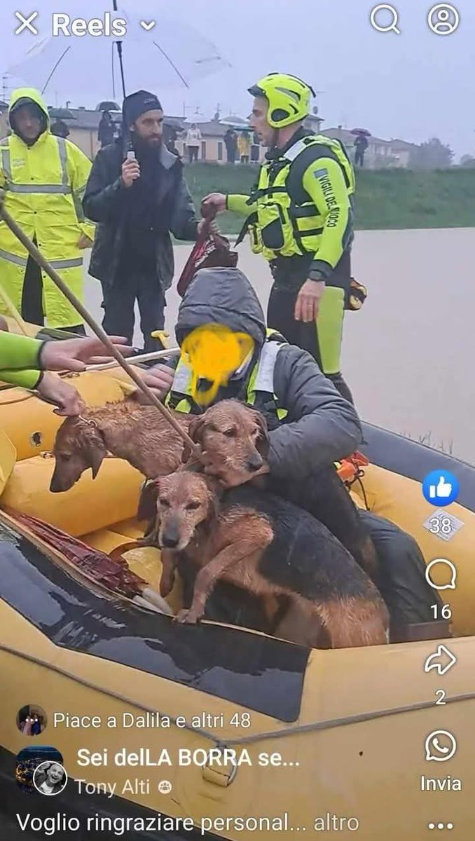 FiorellaArcodi1's tweet photo. 🟢BUONE NOTIZIE 🟢

I cani da caccia (vergogna!) che rischiavano di annegare in località La Borra a Pontedera (PI) sono stati messi in salvo dai Vigili del Fuoco. Li hanno recuperati in gommone.
Un grande ringraziamento a queste persone speciali! 🧑‍🚒 https://t.co/DkF2VvdWXB