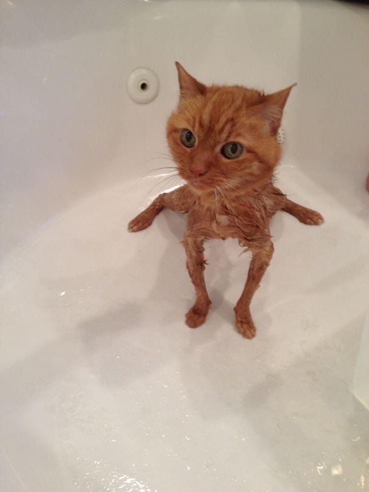 PostsOfCats's tweet photo. can’t blame cats for hating water https://t.co/NM1dNJ7hyQ