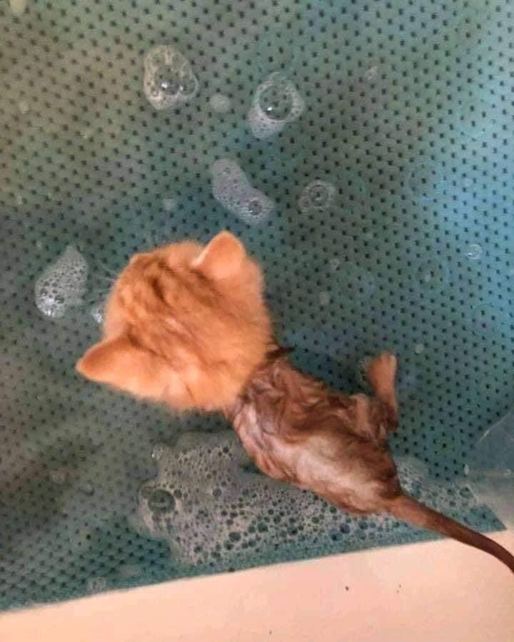 can’t blame cats for hating water