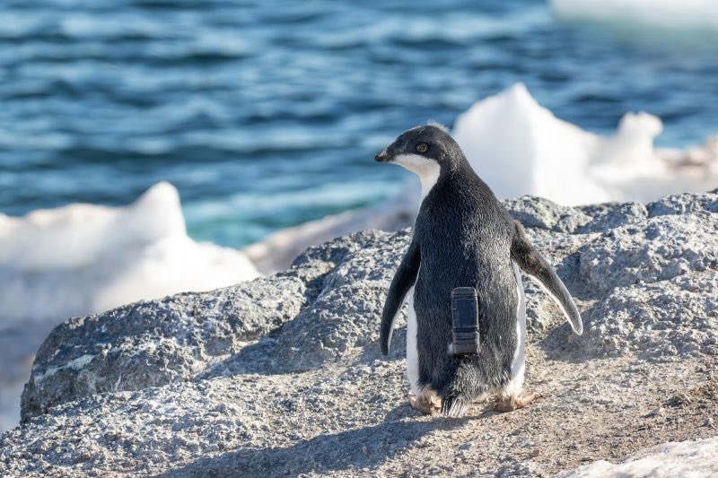 Roy Mitsuoka tweet media