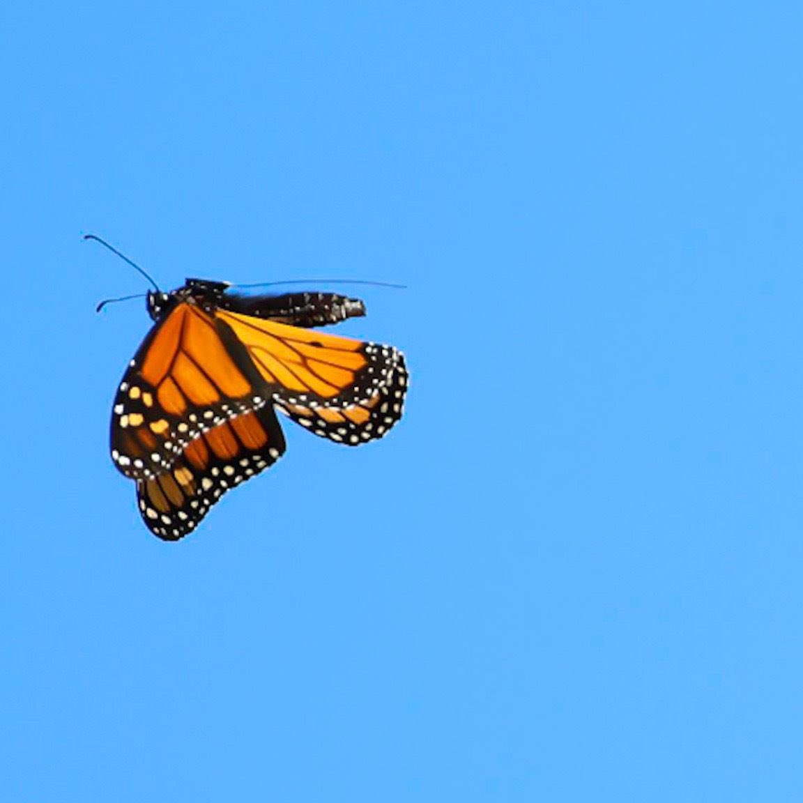 Roy Mitsuoka tweet media