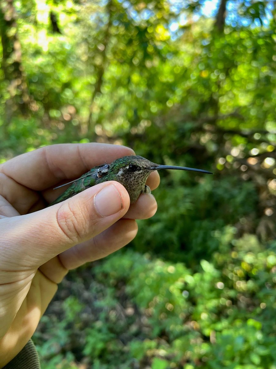 With #Turtle Tracker + #Marine Animal Surfacing Simulator <a href="/CellTrackTech/">Cellular Tracking Technologies</a> = better #wildlife data &lt;eg. 1yr+ vs hours, days, weeks, seasonal use&gt; &amp; #MOTUS expansion/ integration with other networks = better resolution of temporal landscape of #animal occurence. #citizenscience #IoT