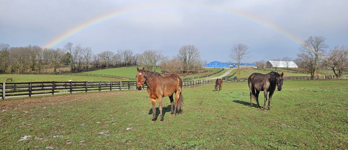 Mane Characters Equine Reserve & Retirement tweet media