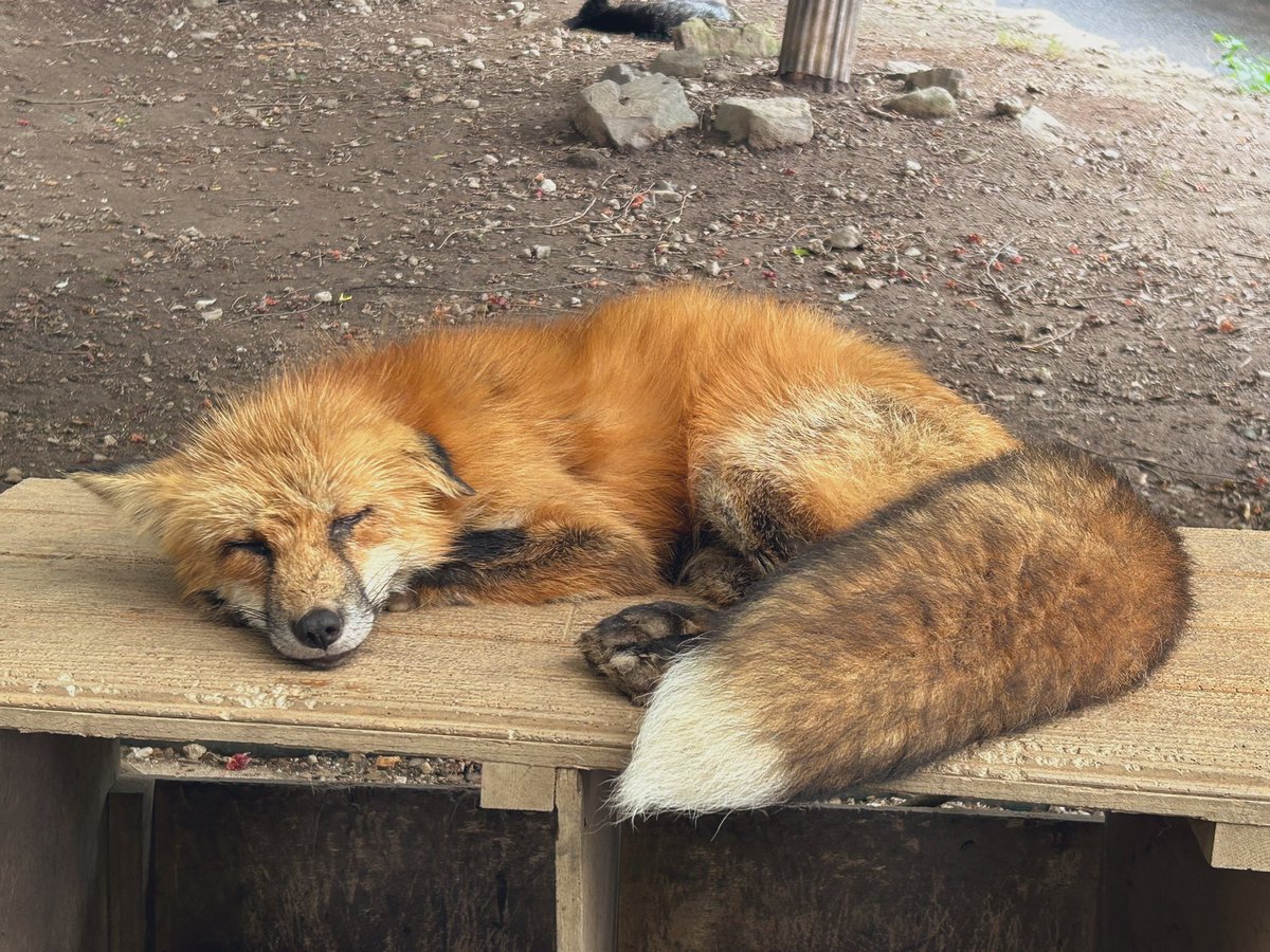 ⛩️稲荷出勤表⛩️

3/17 桃猫堂横浜 18-23
3/24 ギルド横浜 18-23
3/25 ギルド横浜 18-23
3/27 桃猫堂横浜 18-23 ゆうみたん卒業🌸

ゆうみたんラスト一緒に見届けようね🥲
あと、4月から出勤数減るのでお会い出来たら嬉しいです！🦊💧