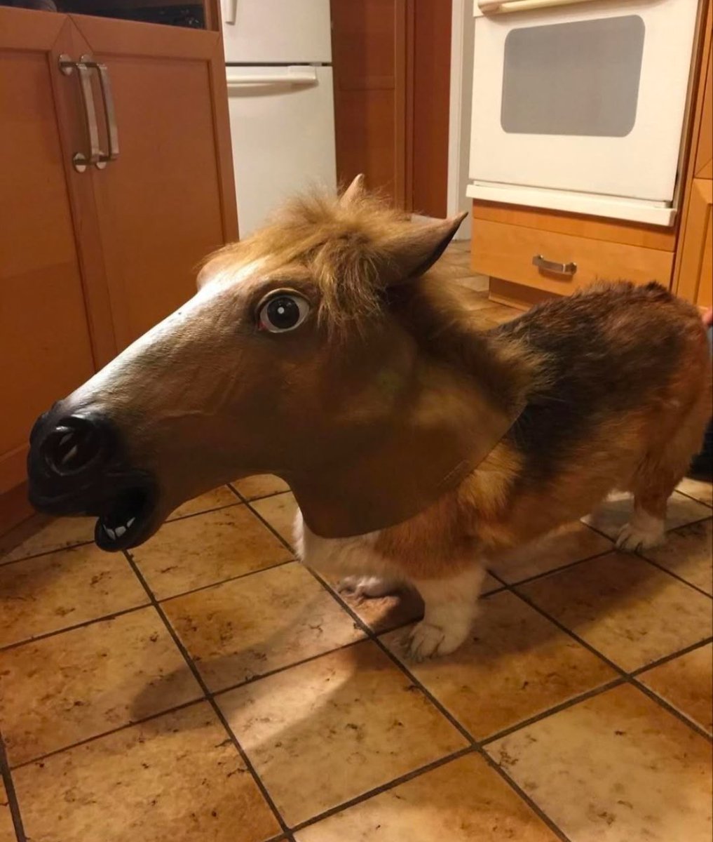 Plants_n_crypto's tweet image. hit those rockets on dex,
shill to your groups and on X
This is a $horse to be reckoned with...
JAnBK1rWtxfmwfQxvAiGKr1vEodg9cHSdMeLiHHTpump