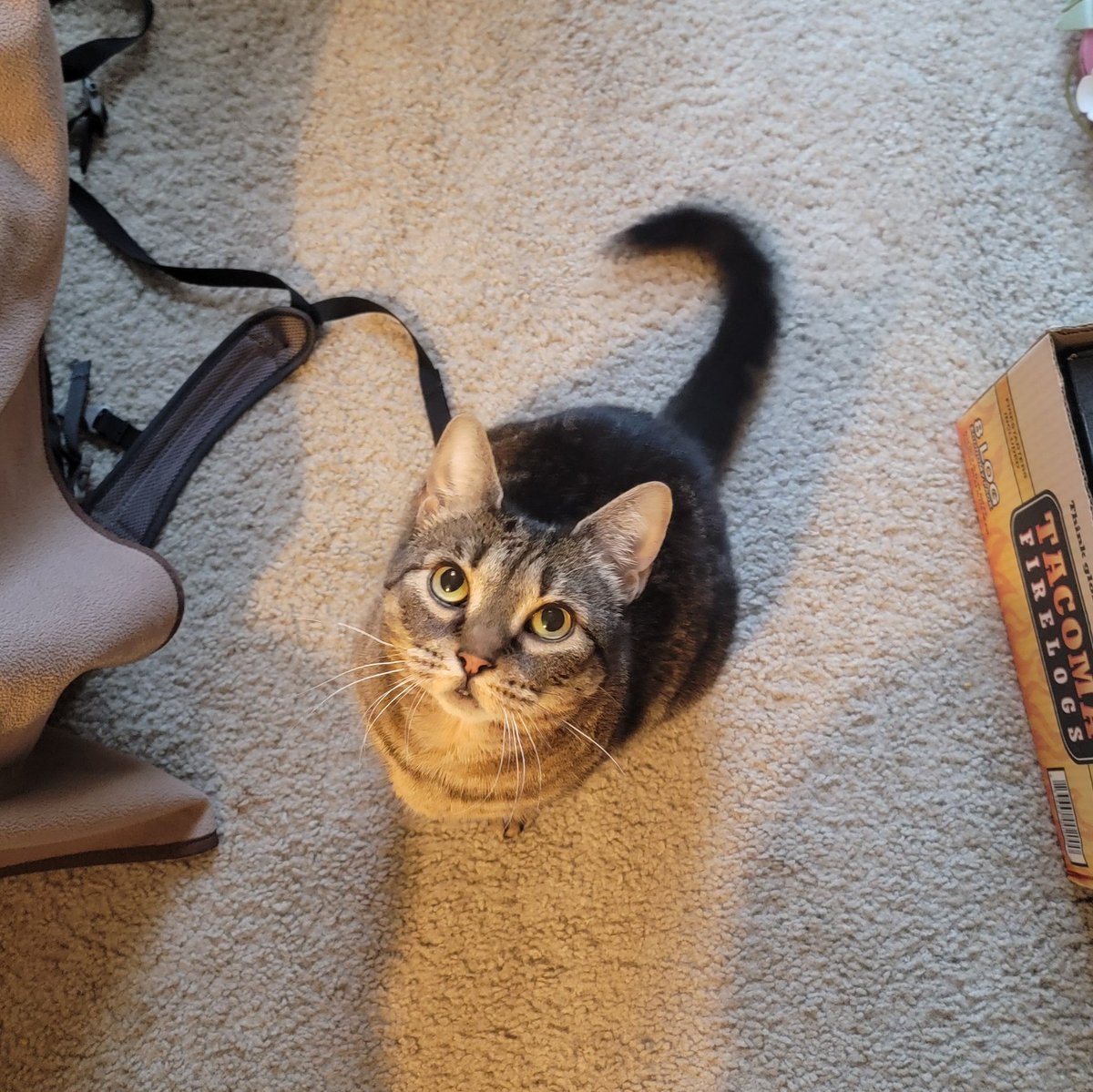theillustriousE's tweet photo. @catfantasyen My beautiful babies, Mr. Paul and Mary Branson https://t.co/Gc84x19uVR