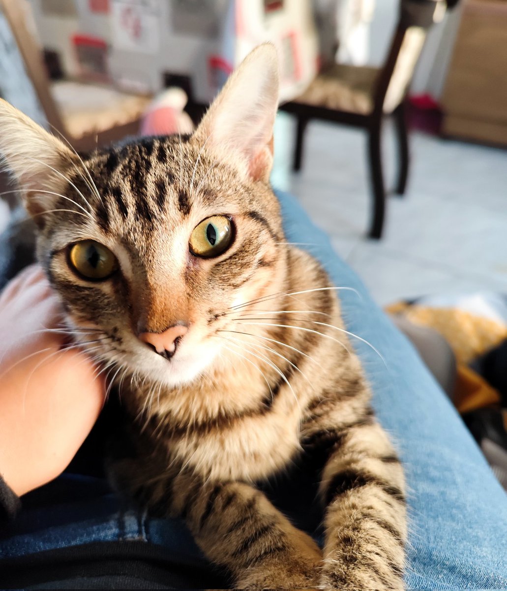 subsolodamente_'s tweet photo. Dois nenéns... 🫶✨❤️

A paçoca veio e foi amor à primeira vista. Sempre tive receios de gatos, mas ela veio toda dengosa e acabei me apaixonando. 

A pretinha chegou para deixar o combo perfeito. 🥰 https://t.co/bJh4oG9TfV