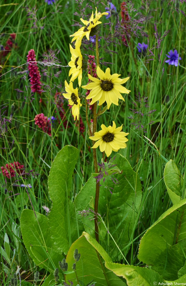 Ashutosh_05sn's tweet photo. #FlowersofHimalaya

Cremanthodium arnicoides 
Arnica Himalayan Sunflower

A beautiful #Asteraceae sp. from subalpine high elevation #meadows of Greater Himalayas #Kinnaur

Clicked in August 2023

#cremanthodium #senecio #IamBotanist #Taxonomy #eFlora #FloraofHimalayas #plants # https://t.co/DKDraqPVAZ