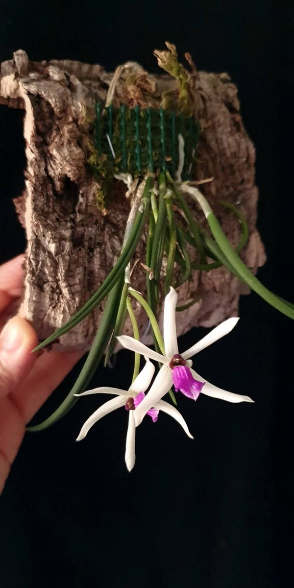 fiocchi25's tweet photo. Leptotes bicolor 🌱 https://t.co/9erImxIhcE