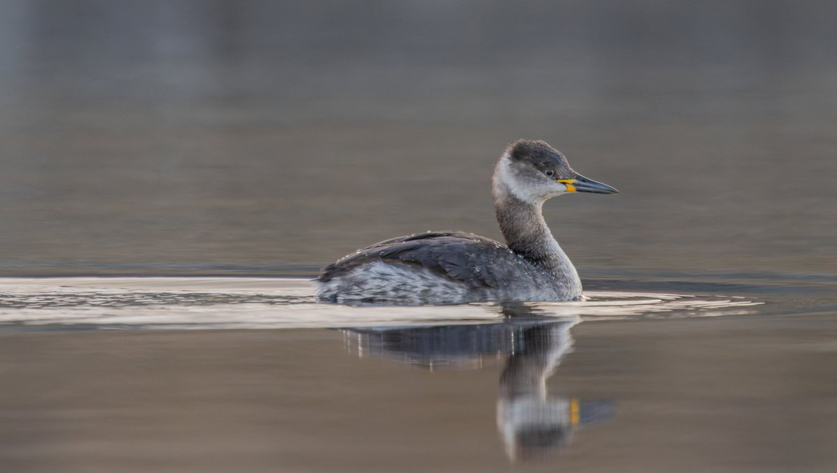 Red-Necked Grebe. Clowbridge Reservoir, Lancashire. 
15/03/2025