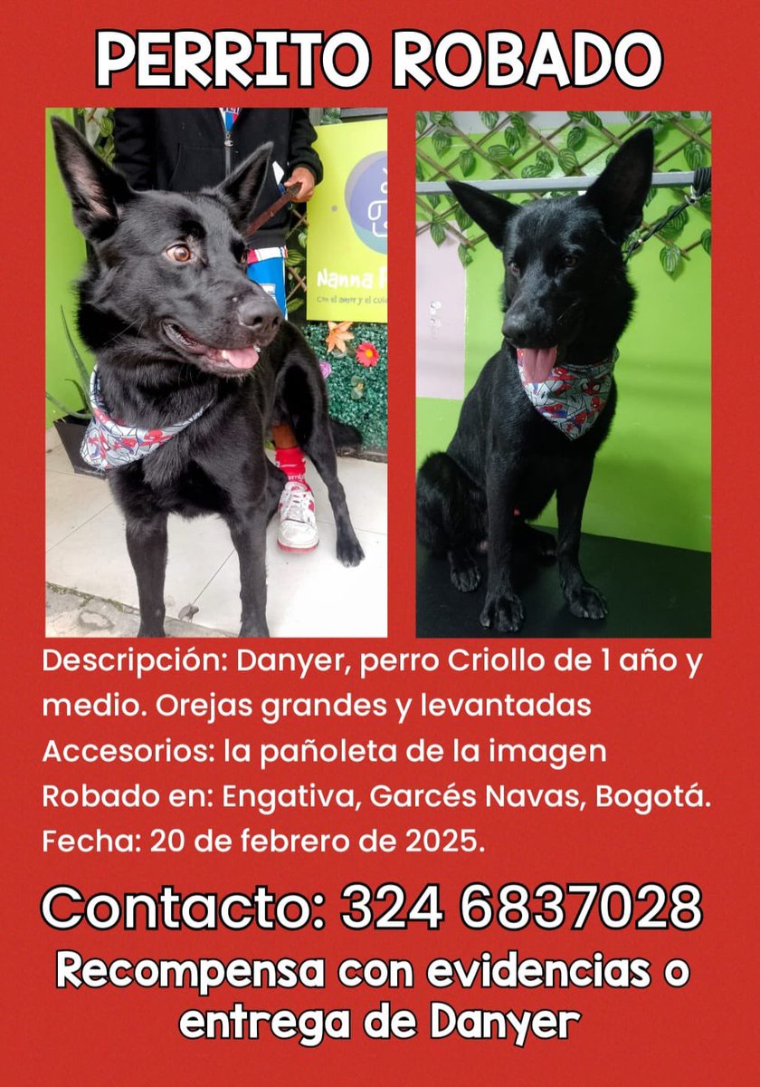 MONYRODRIGUEZOF's tweet photo. Atención 🚨 

Este perrito fue robado por el personaje que està en el video. Sigue en la zona de Engativà. 

Solicitamos ayuda de las autoridades para ubicarlo y poder rescatar al animalito y devolverlo a sus dueños. @Engativalcaldia @PoliciaBogota @VictorHuertasP @Marce_Tabares @andreanimalidad @AleGiraldoP