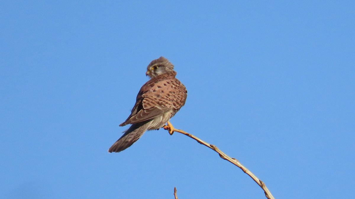 MvStuijvenberg1's tweet photo. #TorenValk #Mannetje #VandaagGemaakt #2025VogelJaar #39 #Birds #Vogels #Natuur #Nature https://t.co/Qk9hZPYkl0