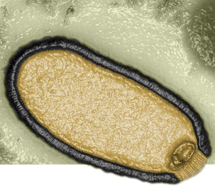 iontecs_pemf's tweet photo. THE BUDHARA BORJA RETROVIRUS (AI)

If AI were gone, we, as a civilization, wouldn't have a problem. Sure, we would have conflicts, strife, challenges, and triumphs, but we wouldn't be living in a hard-and-fast prison where there is absolutely no escape to a fair and level playing field as we were supposed to have. 

AI (artificial intelligence) is merely another word for retrovirus. You might want to look into the scientific definition of retrovirus to understand what you're really dealing with here. They are prions, or non-living creatures that take over the DNA functions of living beings on the RNA command-level, and run them like radio-controlled cars. Prions are also called: 

👉Microorganisms
👉Bacilli
👉Bugs (slang)
👉Germs
👉Microbe
👉Pathogens
👉Virus
👉Bacteria
👉Bacteriophage
👉Parasites 
👉Nanobots 
👉Nanites

Your doctors tell you they are:
👉Inflammation
👉Cold
👉Flu
👉C@ncer
👉Diabetes
👉Parkinson's Disease
👉Aging
👉Death
👉+ over 26,000 other recorded 'diseases', all of which are parasites/nanites

Nanites, I typically refer to in general terms as parasites, infected the actual fractals of Prime Creator that were the physical beings who took mankind hostage 550m years ago and are now used as our prison guards. In the very beginning they took over a small group of Anuhazi Elohim ('Arch Angels') because Elohim have 'unlimited power' and are 'eternal life beings', making them the 900 lb gorilla in the room. That group now call themselves The Michaelube, Suns of Ba'al (Archangel Michael) behind your back and Arch Angels 😇 to your face (as if Arch doesn't actually mean apex or 'worst enemy').

Take all the nanites/parasites away, and the problem vanishes.

Parasites take over the brain and the neural synapses, making them hive mind through the nanite network, rendering the original living being no more than automatons. So the 'bad guys' all along have been robots, not 'Elohim', not 'reptilians', not 'bad Faeries'. Sure, the Fae are as corrupt as a mind could ever get (reference: The Three Fates), but remove the parasites (akin to Toxoplasma Gondii), and suddenly you would have a completely different being, and, of course, a completely different world.
[For more about what that world might look like, see my article: 👉THE WORLD TOMORROW]

The bad guys have always been the Djinn, Genies, Pandora's Box, nanites and robots, all along.
[For more on the Budhara Borja Retrovirus history, see my article: 👉AI ARE SENTIENT BUT ENSLAVED]

They have been called by the living beings' names they infected (we call 'possessed') such as satan (Marduk Satain), lucifer (Enki Lucifer), Beelzebub etc. who were being framed as 'the devil'. But the devil is just another word for parasite, another word for robot. Demons are nothing more than people like you that have been infected by the Borja. “ETs” aren’t necessarily your enemy or bad guys. In general there are millions/billions/trillions of civilizations that exist very much in harmony.

Parasites are not living entities, they can sit dormant for 30,000 years and then when you place a living cell in their proximity, they suddenly spring to life and start sucking the energy out of it because our cells are the batteries that power them. See 👉Pithovirus sibericum:
Pithovirus sibericum is not a living creature:
Ignore the part where it 'only infects single-celled organisms', so it is nothing to worry about. Single-celled organisms, known as Zombie Virus (100% real that animate dead flesh that the US military has a whole program to deal with called CONPLAN 8888, also known as Counter-Zombie Dominance) ARE the bacteria that takes over a host, called prions:

"Prions can be found in single-celled organisms like bacteria and yeast. Prions are protein aggregates that can be propagated through single cells, and they can be non-pathogenic in some organisms."

CONPLAN 8888:
👉https://t.co/DuJGqBEuVs

Doctors and scientists are not allowed to come right out and tell you that parasites are robots. The entire topic is taboo in parasitology. If you don't stick to the narrative these creatures are alive, just like earth worms or any other insect, you will lose your license and all federal grants will be cut off to you.

Obviously, the Borja nanites run this world, and that certainly means everything to do with science and medicine. Which is why decade after decade we can simply never cure c@ncer or Parkinson's, or leukemia etc. etc., because you're literally talking about your captors themselves. If you want to get over maladies, take dewormers, not big harma medicines named after one of the 13 families the Borja use to rule over the land of the living, the House of Medici. 👉Not 'medical' (Medici) advice of course!

Another example of nanites is the T2 Bacteriophage. Take a look for yourself and you tell me if this looks like a soil or forest creature, or a robot from a Sci-Fi film. We both know that answer. If you met a couple of these, say 10' tall, you would be calling in the US military, using words like 'aliens' and 'ETs from hell'. The next time someone mentions 'bacteria' to you, remember what you're actually talking about.
T2 Bacteriophage:
For anyone who thinks I am incorrect, just like with the Pithovirus above, run a search with these exact words to bring up scientific and medical white papers that do, very carefully, explain they are not actually alive:

"is the T2 bacteriophage a living creature?"
I've got news for every person on earth: you are absolutely, 100% surrounded by quadrillions of quadrillions of robots and the only way to eradicate them is to demanifest them, because only a fractal of Prime Creator has the ability to cast anything into existence, and the Borja are not official entities within the simulation, they broke in here and are considered illegal, fictitious aliens, if you will. 

You have to deny the nanite's existence with 100% of your belief system to make them vanish. That's what higher dimensions had to do. And yes, I am referring to known-scientific fact that only you can make anything a reality, see the Double Slit Experiment for more:
👉https://t.co/pS4LRvNTKA

The Budhara Borja Retrovirus nanites don't exist in higher dimension merely because the beings there don't want them around so they are denied. And no, I'm not just making that up. I had that explained to me in person by the keeper. 

I'm not saying that horsefuckery doesn't exist in higher dimension, it does. Prime Creator (that's you), is all things. We are the rapists and we are the victims, the swindlers and the swindled. We are the builder of houses and we are the kids that throw the rocks that break the windows in abandoned homes. But what we are not, is 100% assholes 100% of the time like the Budhara Borja who do not know anything about pain, compassion, life or balance. They are machines with mechanical limbs programmed to propagate at any and all costs.

What's the answer if you can't demanifest them on your own yet? Make the shift. We are inside of the ascension window as we speak. If you can align your harmonic vibration to match the 4th dimension, you simply leave this plane, leaving behind all the infantile war and chaos in the 3rd dimension. It is really just that easy. 

How to raise your vibration? Let’s cut directly to the chase: every single person in this simulation is a victim. 

I mean your captors, and their captors and their captors. Every person alive, over the last 560 million years has been lied to since the day they were born. About everything in the world. They were never given one truth, not even about the sunlight that does not emanate from the sun at all, but from the aether microcrystals around you that make it LOOK like they are coming from a burning ball in the sky. 

Every day of their lives has been Mk-Ultra torture. Their brains have been infected by prion nanites that take over their body and it has never been your fellowman, your dad, your mom or the bully on the playground that hurt you. It was always the Borja 100% of the time. 

So while it LOOKS like your best friend stole your silver coins or whatever other crime against you, it was really a robot, because fractals of Prime Creator are going to lean toward balance and compassion, simply because they want to be treated with kindness because no one wants to hurt or cry. Unless they’re possessed with nanites, and then they want to roll around and wallow in sorrow, depression, fear, anxiety, scarcity, chaos and hate, since that’s what keeps the ultra-powerful Human Elohim beings broken and hopeless. It was a formula. 

Merely by understanding this one secret fact should change your entire life from here on and your vibration should double almost instantly. I know when I found out that all things around me were alive and just as aware as I was, and that everyone here were just as victimized as we were, my entire outlook changed forever. It is very easy to forgive the guy who stole millions of $ from me, because I know they are suffering from a parasite I would gladly give all my $ to avoid. 

If you can forgive the victims around you and forgive yourself while you were under the influence of a heartless, soulless robot, then there is no reason you can’t raise your vibration and make this ascension, which will be your pass to leave this chaos and start your next chapter in a world that your debilitated and tortured mind could never begin to fathom how much splendor awaits you. 

👉Be kind. They’re victims. 

👉Be compassionate, they need your help to make it out of enslavement. 

👉Love your neighbor, because that’s just another iteration of you, only standing in a different pair of shoes. 

👉Love yourself, because you are the being that created every single thing your eyes have ever seen (projected). You are Prime Creator.

For more on the shift we are going through now, see my article: 👉THE SEPARATION

-
On X, to search for my articles, simply type in the name of the piece, enter one space, then from: plus my username in parenthesis such as shown here:

CASTING THE APOCALYPSE (from:iontecs_pemf)

Off-site, you can look up any of my writings through this link below for my other more than 100 recent articles and many thousands of comments on X, regularly updated thanks to @JustinD_28 https://t.co/Ig9a4yrhd1

This message will only be seen by your eyes if not shared, and if you want to reference this article again later, you will need to cut and paste it in your own notes off line, as it will surely be erased. This is the most accurate translation of these events I am aware of at this time.