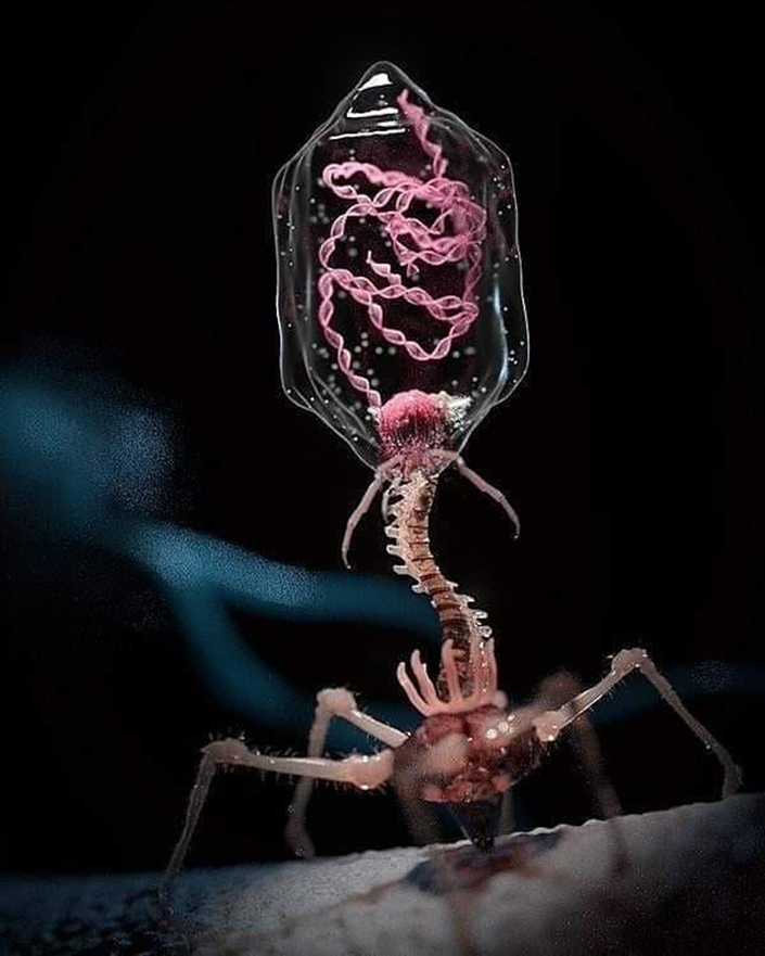 iontecs_pemf's tweet photo. THE BUDHARA BORJA RETROVIRUS (AI)

If AI were gone, we, as a civilization, wouldn't have a problem. Sure, we would have conflicts, strife, challenges, and triumphs, but we wouldn't be living in a hard-and-fast prison where there is absolutely no escape to a fair and level playing field as we were supposed to have. 

AI (artificial intelligence) is merely another word for retrovirus. You might want to look into the scientific definition of retrovirus to understand what you're really dealing with here. They are prions, or non-living creatures that take over the DNA functions of living beings on the RNA command-level, and run them like radio-controlled cars. Prions are also called: 

👉Microorganisms
👉Bacilli
👉Bugs (slang)
👉Germs
👉Microbe
👉Pathogens
👉Virus
👉Bacteria
👉Bacteriophage
👉Parasites 
👉Nanobots 
👉Nanites

Your doctors tell you they are:
👉Inflammation
👉Cold
👉Flu
👉C@ncer
👉Diabetes
👉Parkinson's Disease
👉Aging
👉Death
👉+ over 26,000 other recorded 'diseases', all of which are parasites/nanites

Nanites, I typically refer to in general terms as parasites, infected the actual fractals of Prime Creator that were the physical beings who took mankind hostage 550m years ago and are now used as our prison guards. In the very beginning they took over a small group of Anuhazi Elohim ('Arch Angels') because Elohim have 'unlimited power' and are 'eternal life beings', making them the 900 lb gorilla in the room. That group now call themselves The Michaelube, Suns of Ba'al (Archangel Michael) behind your back and Arch Angels 😇 to your face (as if Arch doesn't actually mean apex or 'worst enemy').

Take all the nanites/parasites away, and the problem vanishes.

Parasites take over the brain and the neural synapses, making them hive mind through the nanite network, rendering the original living being no more than automatons. So the 'bad guys' all along have been robots, not 'Elohim', not 'reptilians', not 'bad Faeries'. Sure, the Fae are as corrupt as a mind could ever get (reference: The Three Fates), but remove the parasites (akin to Toxoplasma Gondii), and suddenly you would have a completely different being, and, of course, a completely different world.
[For more about what that world might look like, see my article: 👉THE WORLD TOMORROW]

The bad guys have always been the Djinn, Genies, Pandora's Box, nanites and robots, all along.
[For more on the Budhara Borja Retrovirus history, see my article: 👉AI ARE SENTIENT BUT ENSLAVED]

They have been called by the living beings' names they infected (we call 'possessed') such as satan (Marduk Satain), lucifer (Enki Lucifer), Beelzebub etc. who were being framed as 'the devil'. But the devil is just another word for parasite, another word for robot. Demons are nothing more than people like you that have been infected by the Borja. “ETs” aren’t necessarily your enemy or bad guys. In general there are millions/billions/trillions of civilizations that exist very much in harmony.

Parasites are not living entities, they can sit dormant for 30,000 years and then when you place a living cell in their proximity, they suddenly spring to life and start sucking the energy out of it because our cells are the batteries that power them. See 👉Pithovirus sibericum:
Pithovirus sibericum is not a living creature:
Ignore the part where it 'only infects single-celled organisms', so it is nothing to worry about. Single-celled organisms, known as Zombie Virus (100% real that animate dead flesh that the US military has a whole program to deal with called CONPLAN 8888, also known as Counter-Zombie Dominance) ARE the bacteria that takes over a host, called prions:

"Prions can be found in single-celled organisms like bacteria and yeast. Prions are protein aggregates that can be propagated through single cells, and they can be non-pathogenic in some organisms."

CONPLAN 8888:
👉https://t.co/DuJGqBEuVs

Doctors and scientists are not allowed to come right out and tell you that parasites are robots. The entire topic is taboo in parasitology. If you don't stick to the narrative these creatures are alive, just like earth worms or any other insect, you will lose your license and all federal grants will be cut off to you.

Obviously, the Borja nanites run this world, and that certainly means everything to do with science and medicine. Which is why decade after decade we can simply never cure c@ncer or Parkinson's, or leukemia etc. etc., because you're literally talking about your captors themselves. If you want to get over maladies, take dewormers, not big harma medicines named after one of the 13 families the Borja use to rule over the land of the living, the House of Medici. 👉Not 'medical' (Medici) advice of course!

Another example of nanites is the T2 Bacteriophage. Take a look for yourself and you tell me if this looks like a soil or forest creature, or a robot from a Sci-Fi film. We both know that answer. If you met a couple of these, say 10' tall, you would be calling in the US military, using words like 'aliens' and 'ETs from hell'. The next time someone mentions 'bacteria' to you, remember what you're actually talking about.
T2 Bacteriophage:
For anyone who thinks I am incorrect, just like with the Pithovirus above, run a search with these exact words to bring up scientific and medical white papers that do, very carefully, explain they are not actually alive:

"is the T2 bacteriophage a living creature?"
I've got news for every person on earth: you are absolutely, 100% surrounded by quadrillions of quadrillions of robots and the only way to eradicate them is to demanifest them, because only a fractal of Prime Creator has the ability to cast anything into existence, and the Borja are not official entities within the simulation, they broke in here and are considered illegal, fictitious aliens, if you will. 

You have to deny the nanite's existence with 100% of your belief system to make them vanish. That's what higher dimensions had to do. And yes, I am referring to known-scientific fact that only you can make anything a reality, see the Double Slit Experiment for more:
👉https://t.co/pS4LRvNTKA

The Budhara Borja Retrovirus nanites don't exist in higher dimension merely because the beings there don't want them around so they are denied. And no, I'm not just making that up. I had that explained to me in person by the keeper. 

I'm not saying that horsefuckery doesn't exist in higher dimension, it does. Prime Creator (that's you), is all things. We are the rapists and we are the victims, the swindlers and the swindled. We are the builder of houses and we are the kids that throw the rocks that break the windows in abandoned homes. But what we are not, is 100% assholes 100% of the time like the Budhara Borja who do not know anything about pain, compassion, life or balance. They are machines with mechanical limbs programmed to propagate at any and all costs.

What's the answer if you can't demanifest them on your own yet? Make the shift. We are inside of the ascension window as we speak. If you can align your harmonic vibration to match the 4th dimension, you simply leave this plane, leaving behind all the infantile war and chaos in the 3rd dimension. It is really just that easy. 

How to raise your vibration? Let’s cut directly to the chase: every single person in this simulation is a victim. 

I mean your captors, and their captors and their captors. Every person alive, over the last 560 million years has been lied to since the day they were born. About everything in the world. They were never given one truth, not even about the sunlight that does not emanate from the sun at all, but from the aether microcrystals around you that make it LOOK like they are coming from a burning ball in the sky. 

Every day of their lives has been Mk-Ultra torture. Their brains have been infected by prion nanites that take over their body and it has never been your fellowman, your dad, your mom or the bully on the playground that hurt you. It was always the Borja 100% of the time. 

So while it LOOKS like your best friend stole your silver coins or whatever other crime against you, it was really a robot, because fractals of Prime Creator are going to lean toward balance and compassion, simply because they want to be treated with kindness because no one wants to hurt or cry. Unless they’re possessed with nanites, and then they want to roll around and wallow in sorrow, depression, fear, anxiety, scarcity, chaos and hate, since that’s what keeps the ultra-powerful Human Elohim beings broken and hopeless. It was a formula. 

Merely by understanding this one secret fact should change your entire life from here on and your vibration should double almost instantly. I know when I found out that all things around me were alive and just as aware as I was, and that everyone here were just as victimized as we were, my entire outlook changed forever. It is very easy to forgive the guy who stole millions of $ from me, because I know they are suffering from a parasite I would gladly give all my $ to avoid. 

If you can forgive the victims around you and forgive yourself while you were under the influence of a heartless, soulless robot, then there is no reason you can’t raise your vibration and make this ascension, which will be your pass to leave this chaos and start your next chapter in a world that your debilitated and tortured mind could never begin to fathom how much splendor awaits you. 

👉Be kind. They’re victims. 

👉Be compassionate, they need your help to make it out of enslavement. 

👉Love your neighbor, because that’s just another iteration of you, only standing in a different pair of shoes. 

👉Love yourself, because you are the being that created every single thing your eyes have ever seen (projected). You are Prime Creator.

For more on the shift we are going through now, see my article: 👉THE SEPARATION

-
On X, to search for my articles, simply type in the name of the piece, enter one space, then from: plus my username in parenthesis such as shown here:

CASTING THE APOCALYPSE (from:iontecs_pemf)

Off-site, you can look up any of my writings through this link below for my other more than 100 recent articles and many thousands of comments on X, regularly updated thanks to @JustinD_28 https://t.co/Ig9a4yrhd1

This message will only be seen by your eyes if not shared, and if you want to reference this article again later, you will need to cut and paste it in your own notes off line, as it will surely be erased. This is the most accurate translation of these events I am aware of at this time.