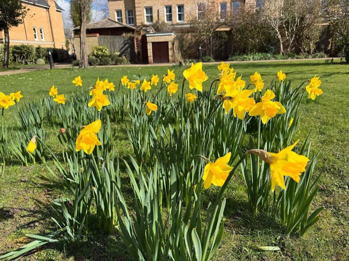 Timothy_Hughes's tweet photo. Daffodils #daffodils #spring #springday #isitspringyet #london #teddington #londonist #london🇬🇧 #londoner #londoners #langdonpark #flowers #flowersmakemehappy #springvibes🌸 #springflowers #springishere https://t.co/kXrPl21qG4 https://t.co/uNYDnogBxE
