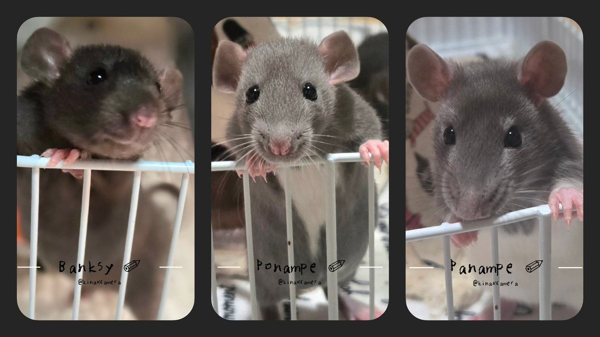 kina🐁🐀⸒⸒✎🇯🇵🇬🇧 tweet media